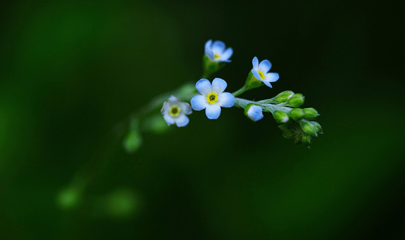 Tử vi hôm nay, Tử vi 15/9/2022, Tử vi ngày 15/9 của 12 con giáp, tử vi ngày mai, 12 con giáp ngày 15/9, tử vi ngày, tử vi đầu số, tử vi 15/9, tử vi 2022, lá số tử vi