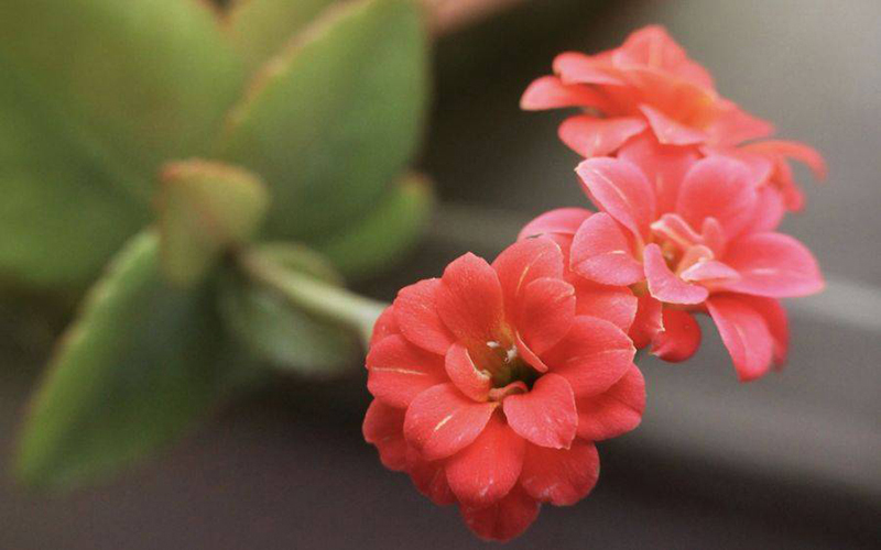 Tử vi hôm nay, Tử vi 3/9/2022, Tử vi ngày 3/9 của 12 con giáp, tử vi ngày mai, 12 con giáp ngày 3/9, tử vi ngày, tử vi đầu số, tử vi 3/9, tử vi 2022, lá số tử vi