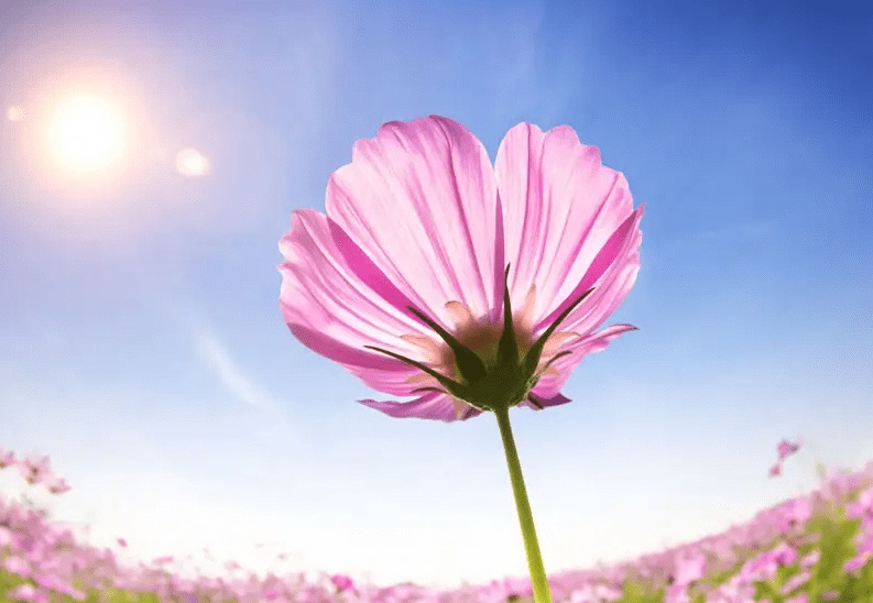 Tử vi hôm nay, Tử vi 3/9/2022, Tử vi ngày 3/9 của 12 con giáp, tử vi ngày mai, 12 con giáp ngày 3/9, tử vi ngày, tử vi đầu số, tử vi 3/9, tử vi 2022, lá số tử vi