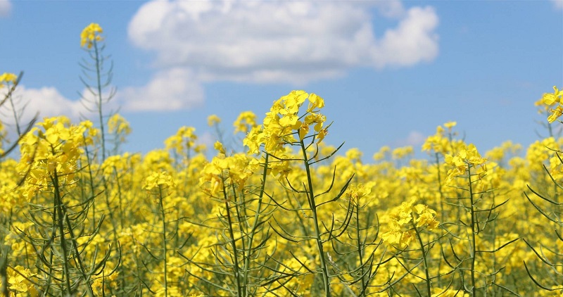 ngày 11 tháng 9 năm 2022, ngày 11/9/2022 tốt hay xấu, xem ngày tốt, lịch âm 2022, lịch vạn niên ngày 11/9/2022, âm lịch hôm nay 11/9, Lịch vạn niên ngày 11 tháng 9