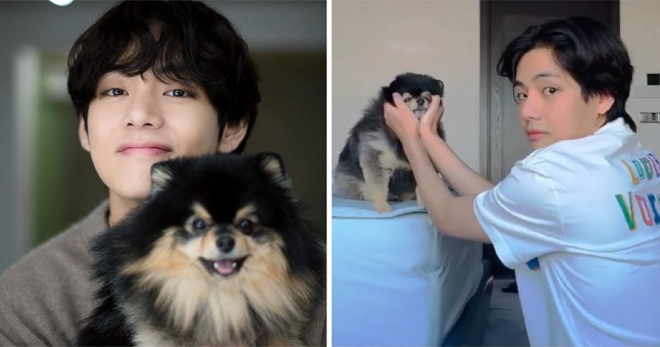 BTS, BTS tin tức, BTS thành viên, Kpop, ARMY, BTS profile, BTS youtube, BTS idol, V, V BTS, BTS V, Yeontan, BTS dog, BTS cún cưng, BTS pet