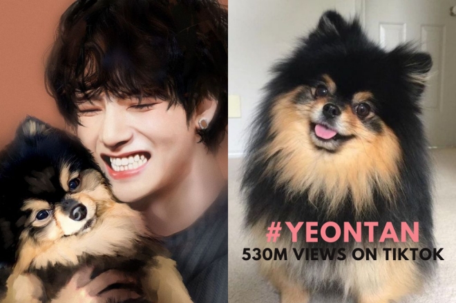 BTS, BTS tin tức, BTS thành viên, Kpop, ARMY, BTS V, V, V BTS, BTS youtube, BTS idol, Kpop idol, Yeontan, BTS thú cưng, BTS pet, BTS cún cưng, BTS vật nuôi, BTS ảnh