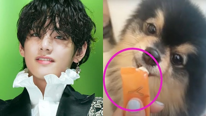 ARMY nổi đóa vì chú cún Yeontan của V BTS bị 'lợi dụng'