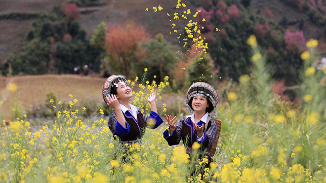 Mù Cang Chải đẹp như tranh vẽ với những đồi hoa nở rực rỡ 