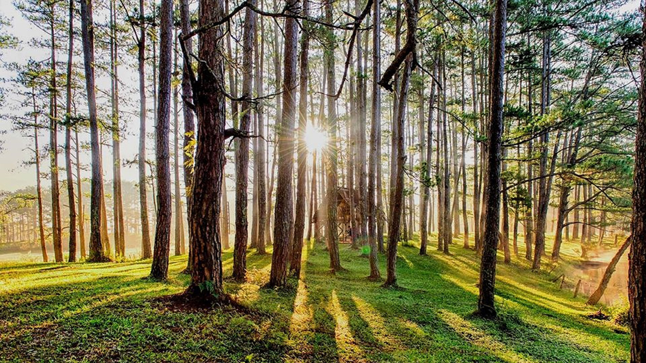 Lâm Đồng: Tạm ngừng cho thuê rừng để làm dịch vụ du lịch sinh thái, nghỉ dưỡng