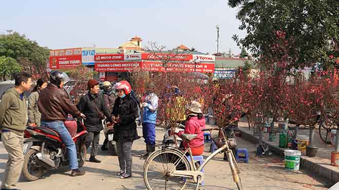 Quất lục bình, bưởi Diễn vài chục triệu đồng, đào Nhật Tân 'tràn phố' Hà Nội đón Tết