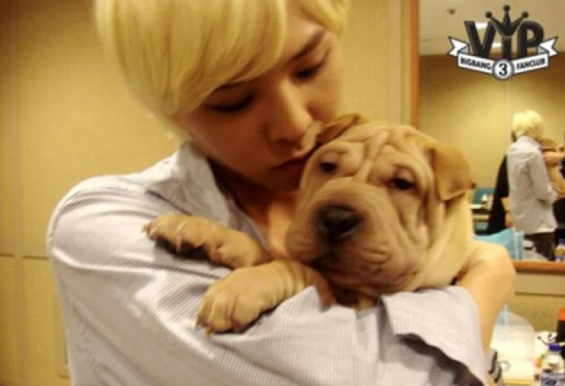 G-Dragon Bigbang, Thú cưng của G-Dragon, Thú cưng của G-Dragon bị ngược đãi, Gaho, chú cún Shar Pei của G-Dragon, Gaho và Jolie của G-Dragon, G-Dragon chăm thú cưng