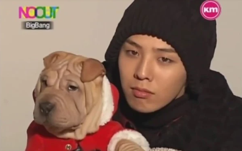 G-Dragon Bigbang, Thú cưng của G-Dragon, Thú cưng của G-Dragon bị ngược đãi, Gaho, chú cún Shar Pei của G-Dragon, Gaho và Jolie của G-Dragon, G-Dragon chăm thú cưng