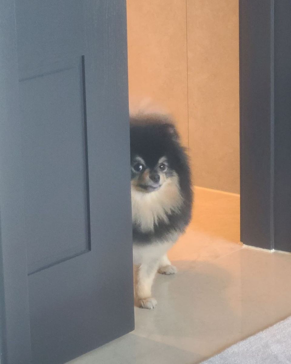 BTS, V BTS, Taehyung, Yeontan, Tannie, V lọt top được thích nhất Instagram nhờ Yeontan, V Yeontan, V BTS instagram, V BTS cute, V BTS sexy, V BTS handsome