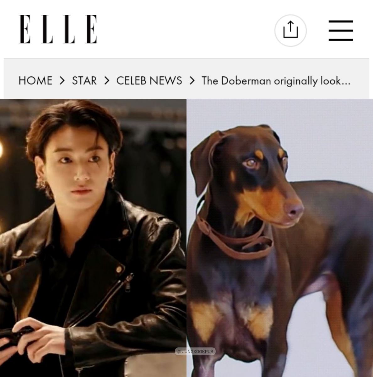 BTS, Jungkook, Bam, Jeon Bam, cún cưng của Jungkook TikTok, Jungkook TikTok, Jungkook dog, Jungkook pet, Jungkook cute, Jungkook sexy, Jungkook cute, Jungkook Bam