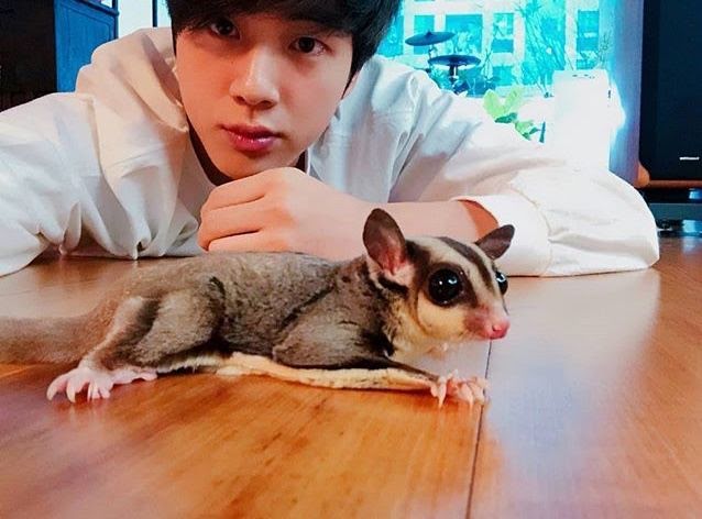 Kpop thú cưng độc lạ, BTS, Jin, thú cưng BTS, thú cưng của Jin BTS, BTS pet, GOT7, Bambam, TXT, Soobin, Taehyung, Hueng Kai, Mir, Yongseung, VeriVery, Yeojin, Loona