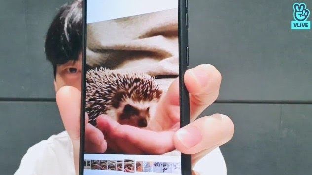 Kpop thú cưng độc lạ, BTS, Jin, thú cưng BTS, thú cưng của Jin BTS, BTS pet, GOT7, Bambam, TXT, Soobin, Taehyung, Hueng Kai, Mir, Yongseung, VeriVery, Yeojin, Loona
