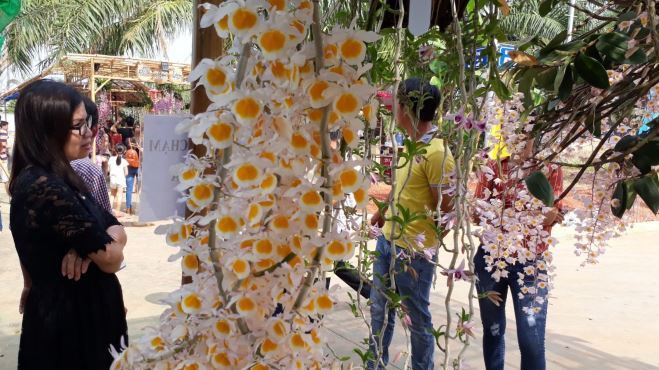 Ngắm những giò hoa lan tuyệt đẹp 'khoe sắc' tại Bình Phước
