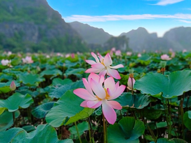 Hang Múa, Ninh Bình, Vạn Lý Trường Thành phiên bản Việt, sống ảo Ninh Bình