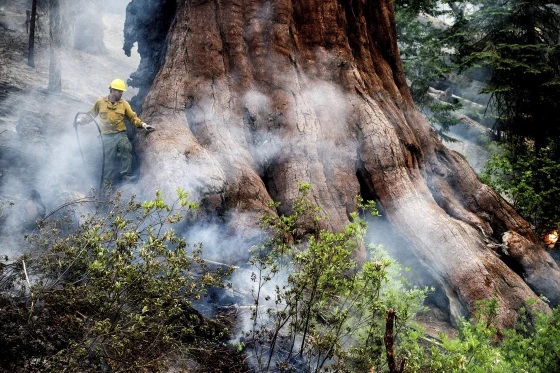 Cây cự sam. Vườn quốc gia Yosemite. Cháy rừng. Cháy trong rừng quốc gia Yosemite