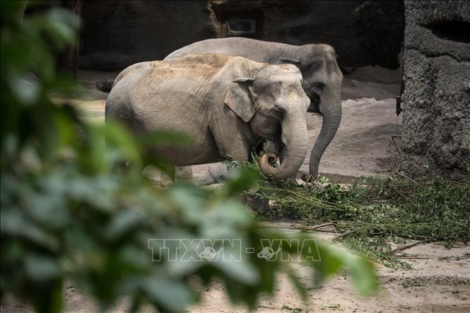 Virus nguy hiểm tấn công vườn thú ở Zurich. Voi châu Á. Voi. Virus nguy hiểm