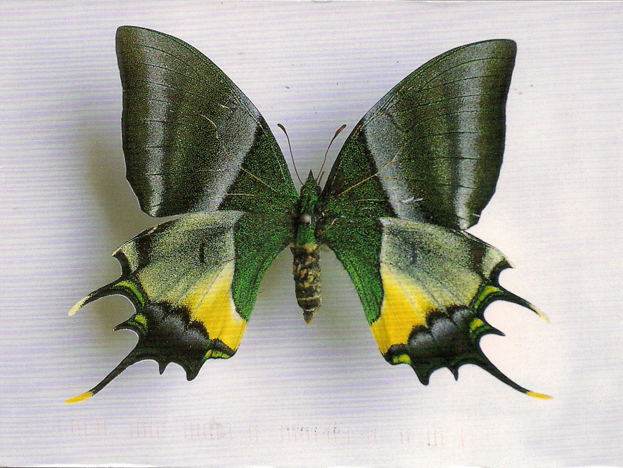 Bướm Teinopalpus aureus. Bướm. Teinopalpus aureus. Sinh sản nhân tạo