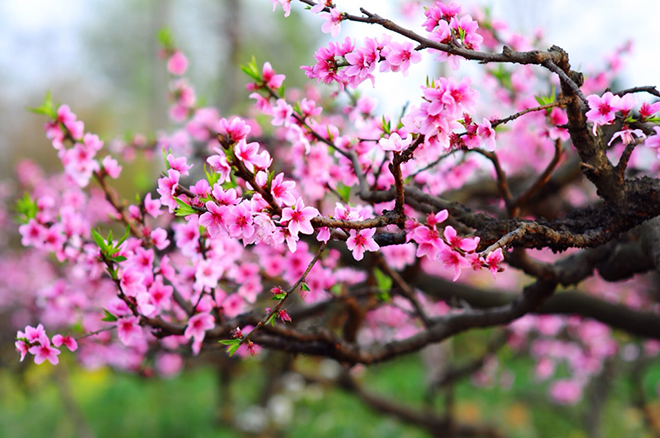 Cách giữ hoa đào tươi lâu, Giữ hoa đào tương lâu, Giữ hoa tươi lâu ngày tết, giữ hoa đào tương lâu ngày tết, đào nở hoa đúng tết, có đốt gốc đào, đốt gốc đào, hoa đào tết