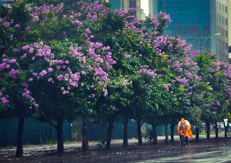 Dự báo thời tiết, Thời tiết hôm nay, Thời tiết, Tin thời tiết, Thời tiết Hà Nội, thời tiết miền bắc, dự báo thời tiết miền Bắc hôm nay, mưa dông, hà nội mưa dông