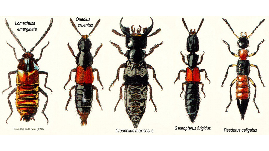 Kiến ba khoang nguy hiểm thế nào và cách xử lý?