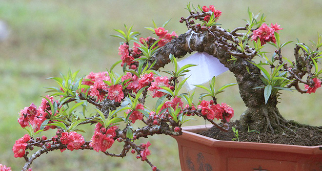 Mâm cúng giao thừa, Bài cúng giao thừa, Văn khấn giao thừa, Cúng giao thừa, mâm chúng giao thừa trong nhà, mâm cúng giao thừa ngoài trời, cúng giao thừa trong nhà, tết