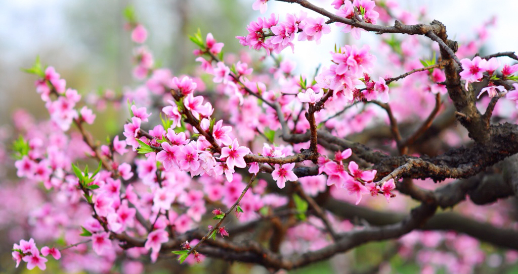 Bài cúng giao thừa, Cúng giao thừa trong nhà, Cúng giao thừa ngoài trời, văn khấn giao thừa, Bài cúng giao thừa trong nhà, Bài cúng giao thừa ngoài trời, cúng giao thừa