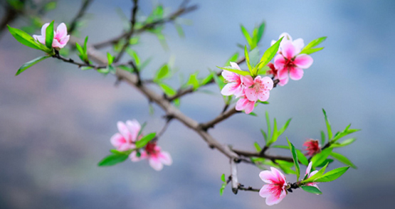 Văn khấn Rằm Tháng Giêng, Bài cúng Rằm Tháng Giêng, Cúng Rằm Tháng Giêng, van khan ram thang gieng, bai cung ram thang gieng, Rằm tháng giêng cúng gì, văn khấn rằm