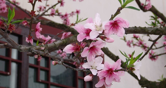 Bài cúng giao thừa, Văn khấn giao thừa, Cúng giao thừa, Mâm cúng giao thừa, mâm chúng giao thừa trong nhà, mâm cúng giao thừa ngoài trời, cúng giao thừa trong nhà, tết