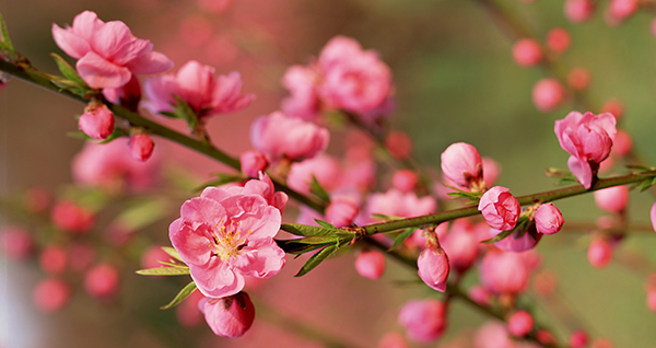 Văn khấn mùng 1, Bài cúng mùng 1, Văn khấn mùng 1/2, Bài cúng mùng 1/2, cúng mùng 1, cúng 1/2, lễ cúng mùng 1, khấn mùng 1, van khan mung 1, bai cung mung 1